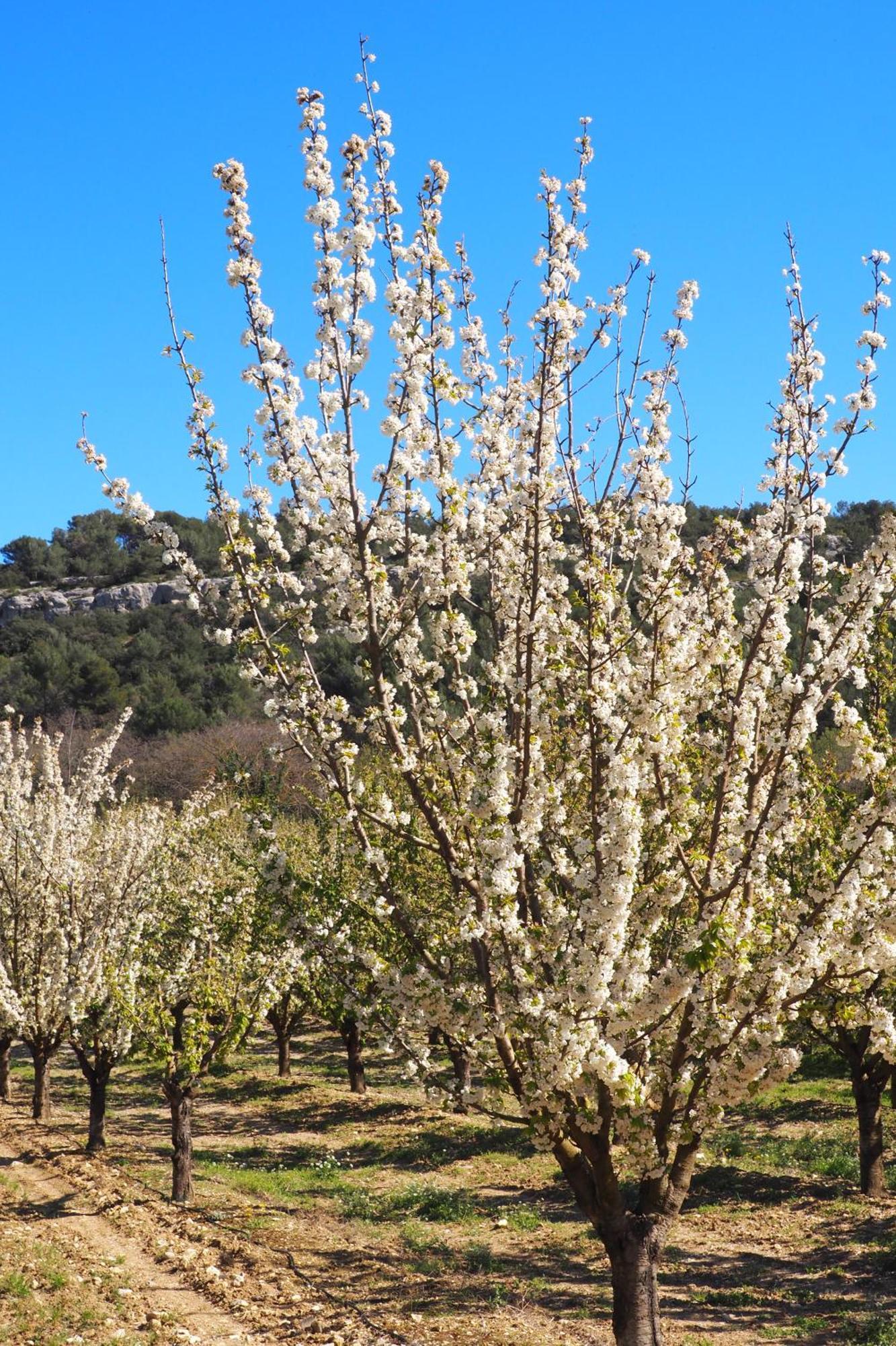 Chambres D'Hotes Le Relais Des Marmottes En Luberon Lagnes Экстерьер фото